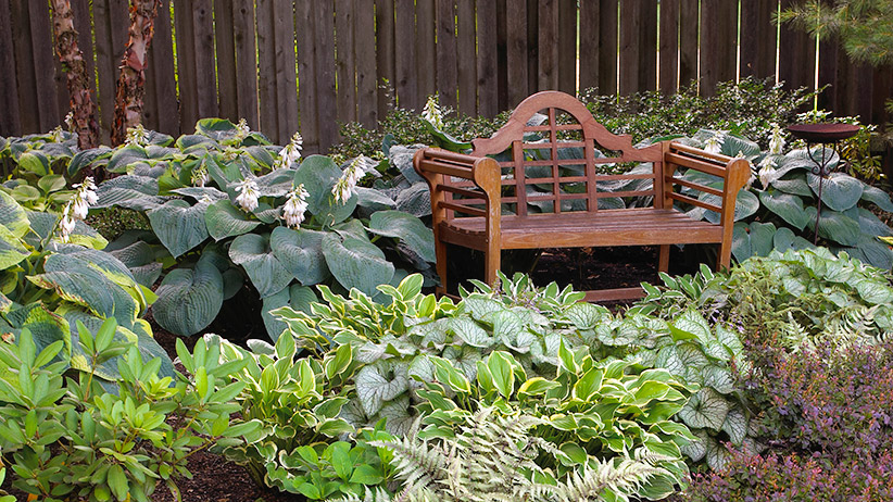 10 Best Shade Plants | Garden Gate with The 2026 Guide to Low Maintenance Shrubs for Shady Landscapes
