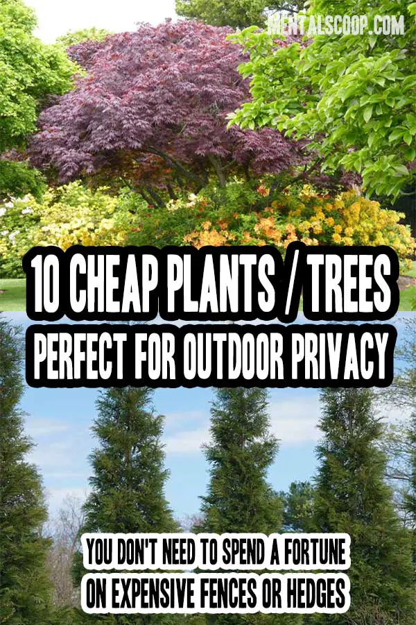 10 Cheap Plants / Trees Perfect For Outdoor Privacy - Mental Scoop in The Secret to Making Cheap Plants Look Expensive in Your Front Yard