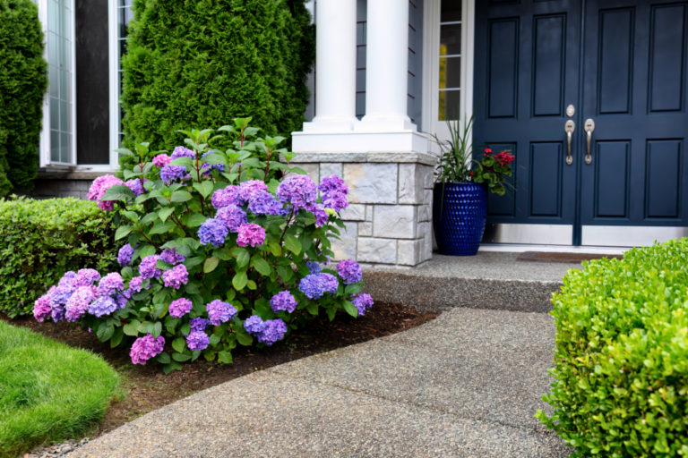 10 Front-Of-House Shrubs That Thrive In Full Sun inside Top Drought Tolerant Flowering Shrubs for Front Gardens in 2026