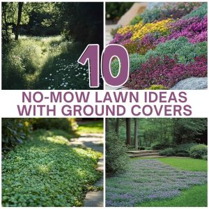 10 Stunning No-Mow Lawn Ideas With Ground Covers within The Quiet Revolution of Replacing Grass with Native Ground Cover