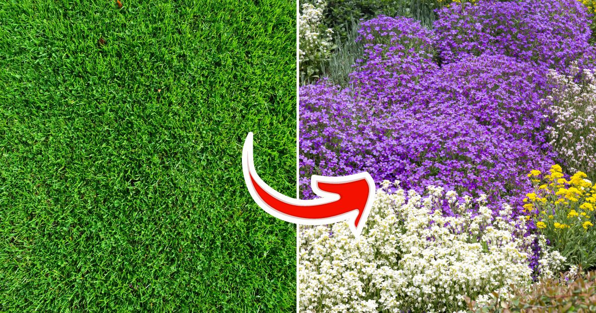 11 Ground Cover Plants That Can Replace Your Grass - Complete Gardening within Cheapest Ground Cover Instead Of Grass