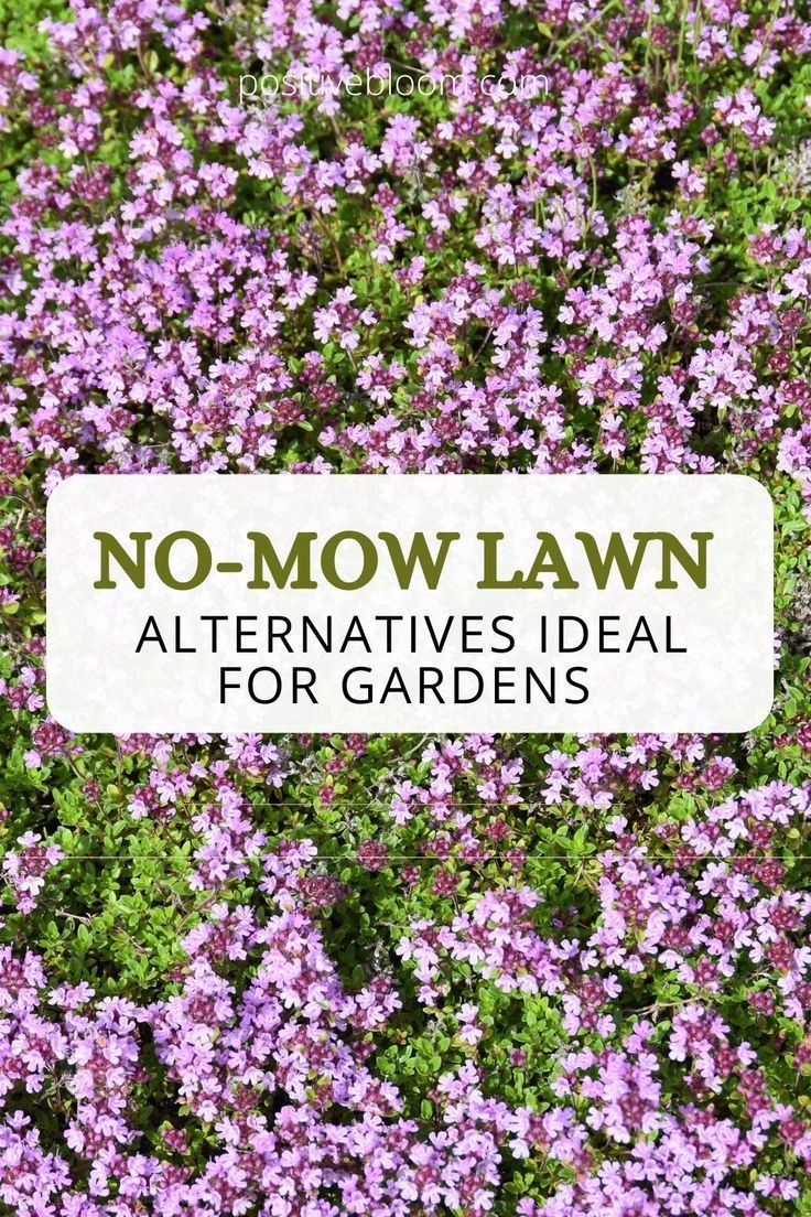 11 No Mow Lawn Alternatives Ideal For Gardens – Artofit for The Quiet Revolution of Replacing Grass with Native Ground Cover