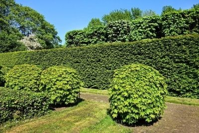 12 Cheap Fast Growing Privacy Trees, Hedges And Shrubs intended for Cheap Fast Growing Hedges For Privacy