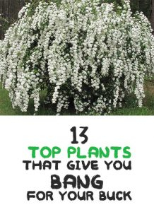 13 Top Plants That Give You Bang For Your Buck - Home Garden Diy in Best Bang For Buck Garden Plants