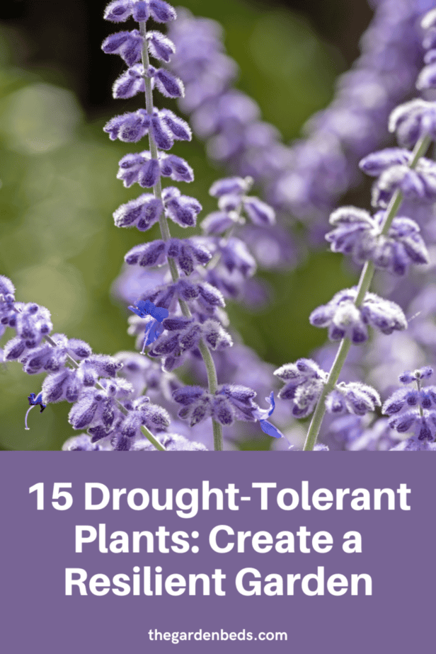 15 Drought-Tolerant Plants: Create A Resilient Garden - Garden Beds pertaining to Drought Resistant Plants For Garden Beds