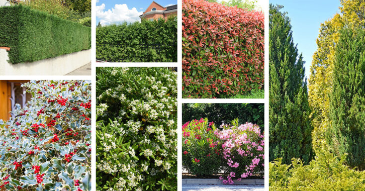 15 Fast-Growing Shrubs For Privacy Hedges In Your Yard intended for The Best Fast Growing Privacy Shrubs for Small Yards That Actually Work