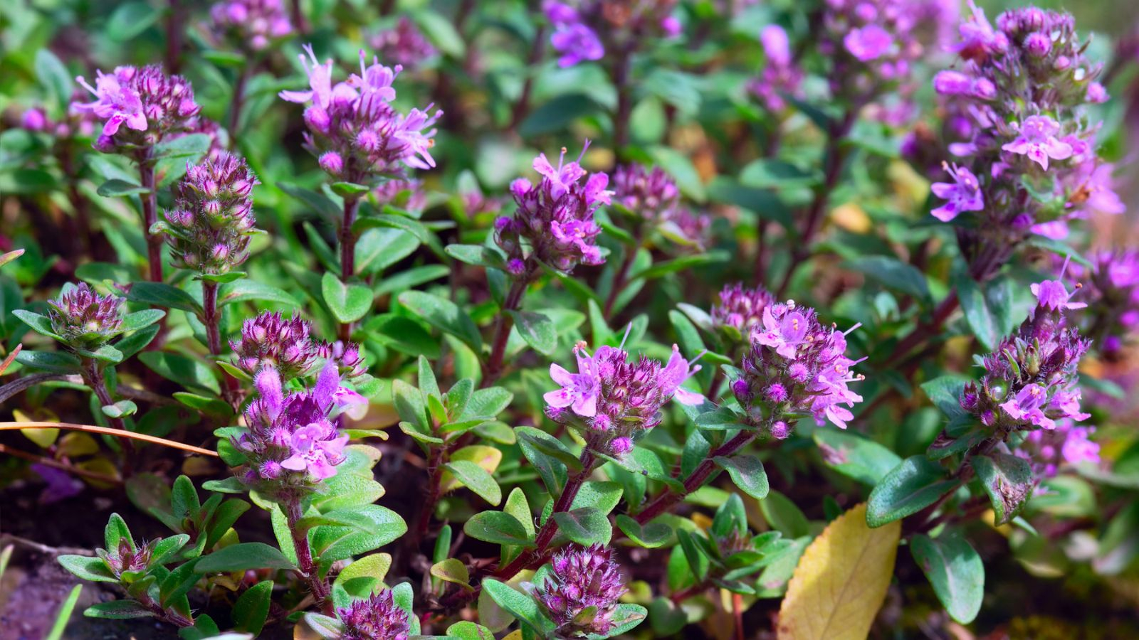 15 Ground Cover Plants Homeowners Are Choosing Instead Of Grass pertaining to Stop Mowing and Start Saving with These Low Maintenance Ground Cover Alternatives