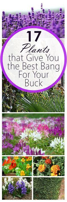 17 Inexpensive Plants That Give You The Best Bang For Your Buck — Bees ... pertaining to Best Bang For Buck Garden Plants