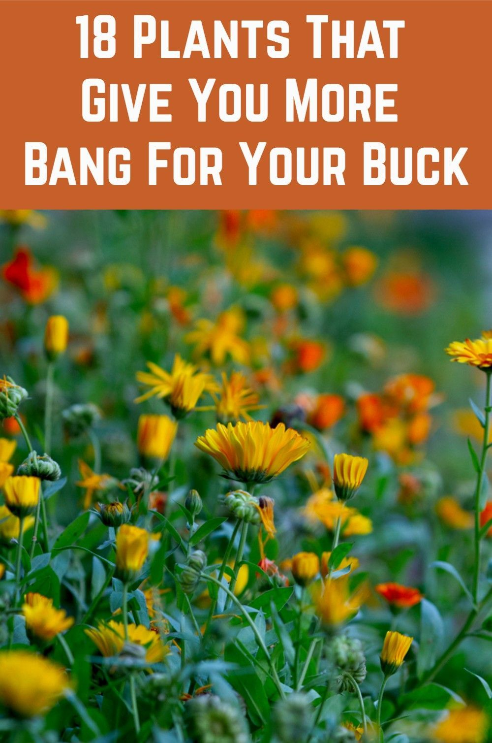 18 Plants That Give You Bang For Your Buck | Plants, Organic Gardening ... for Best Bang For Buck Garden Plants
