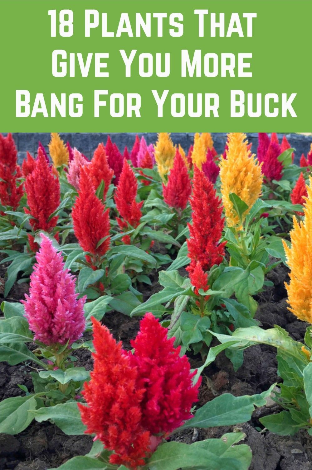18 Plants That Give You Bang For Your Buck | Shade Loving Shrubs, Shade ... throughout Why Seasoned Gardeners Are Choosing These Budget Friendly Staples in 2026
