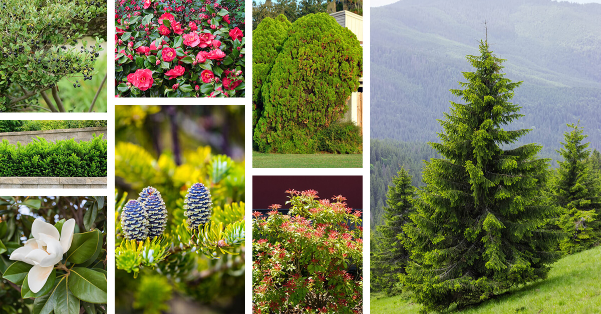 24 Shade Tolerant Evergreen Trees To Plant In Your Garden with regard to Shade Tolerant Plants For Landscaping