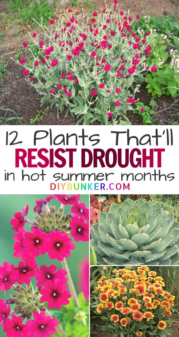 31 Drought-Tolerant Flowers And Plants For A Colorful Garden | Low ... throughout Common Mistakes People Make When Planting Drought Resistant Species in Beds