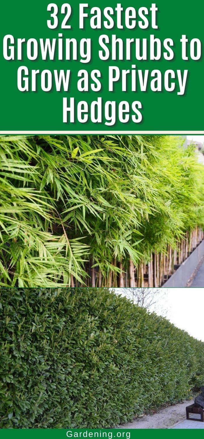 32 Fastest Growing Shrubs And Trees To Grow As Privacy Hedges – Artofit with Fast Growing Privacy Shrubs For Yard