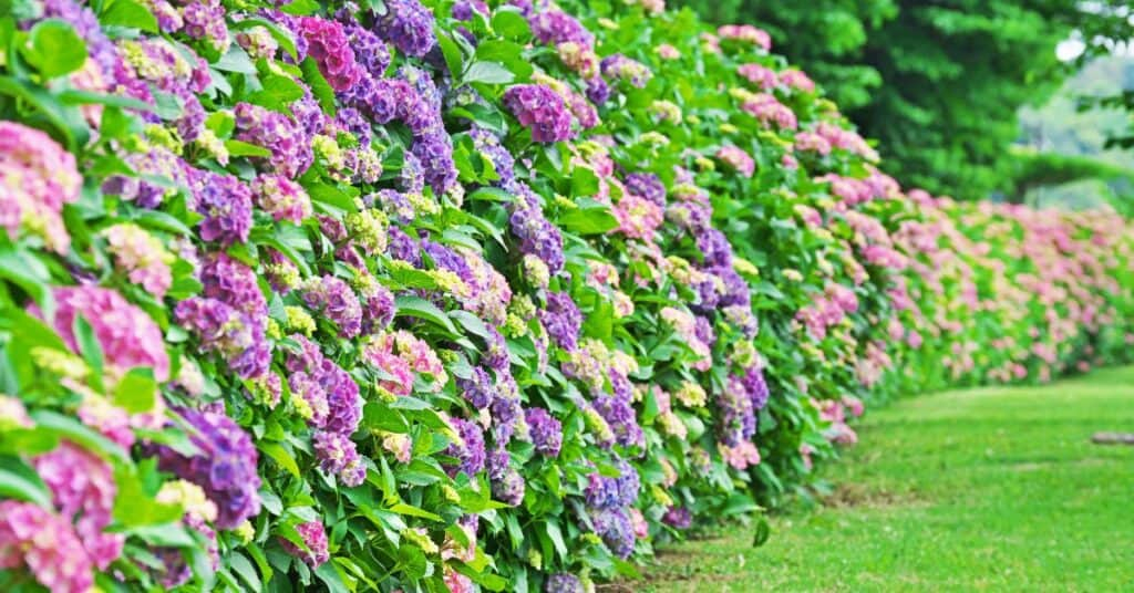 34 Fast Growing Privacy Shrubs For A Lush, Private Garden regarding Fast Growing Privacy Shrubs For Yard