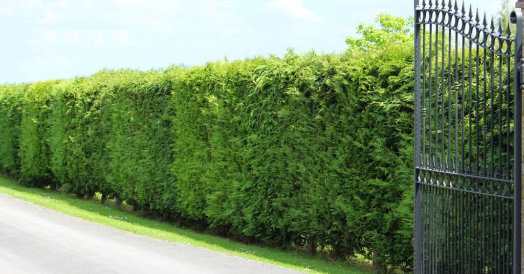 7 Best Privacy Trees For Usda Zone 8 Gardeners inside Cheap Fast Growing Hedges For Privacy
