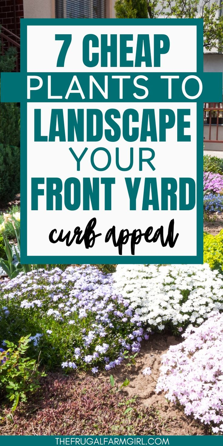 7 Cheap Plants To Landscape Your Front Yard For Curb Appeal with regard to Best Cheap Plants For Curb Appeal