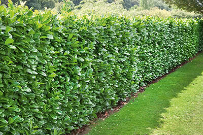 7 Fast-Growing Hedges &amp;amp; Shrubs For Privacy - Instanthedge for Skip the Fence and Try These Rapid Growing Hedges for Instant Seclusion