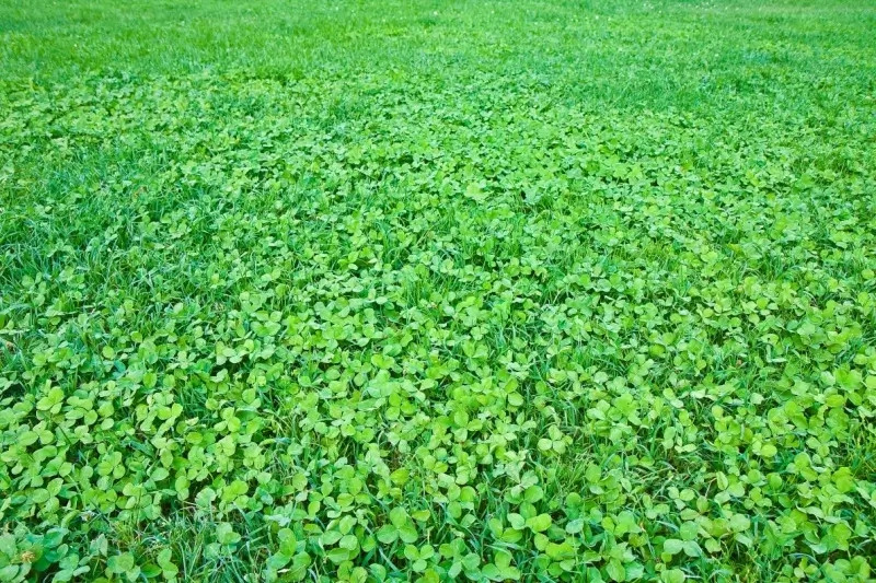 All You Need To Know About Clover Lawns for Clover Lawn Cost Vs Grass Lawn