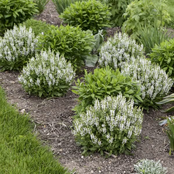 Best 12 13 Plants That Give You Bang For Your Buck – Artofit in Why Seasoned Gardeners Are Choosing These Budget Friendly Staples in 2026