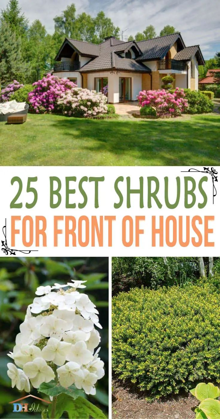 Best Shrubs For Landscaping In Front Of House At David Prather Blog with Top Drought Tolerant Flowering Shrubs for Front Gardens in 2026