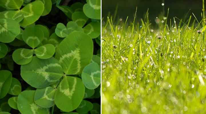 Clover Lawn: Benefits And How To Grow Clover Lawn for Clover Lawn Cost Vs Grass Lawn