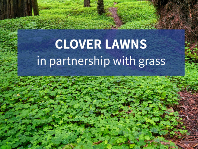 Clover Lawns: In Partnership With Grass - Resource Central within Microclover Needs Just Two Mows a Year Compared to Forty for Grass