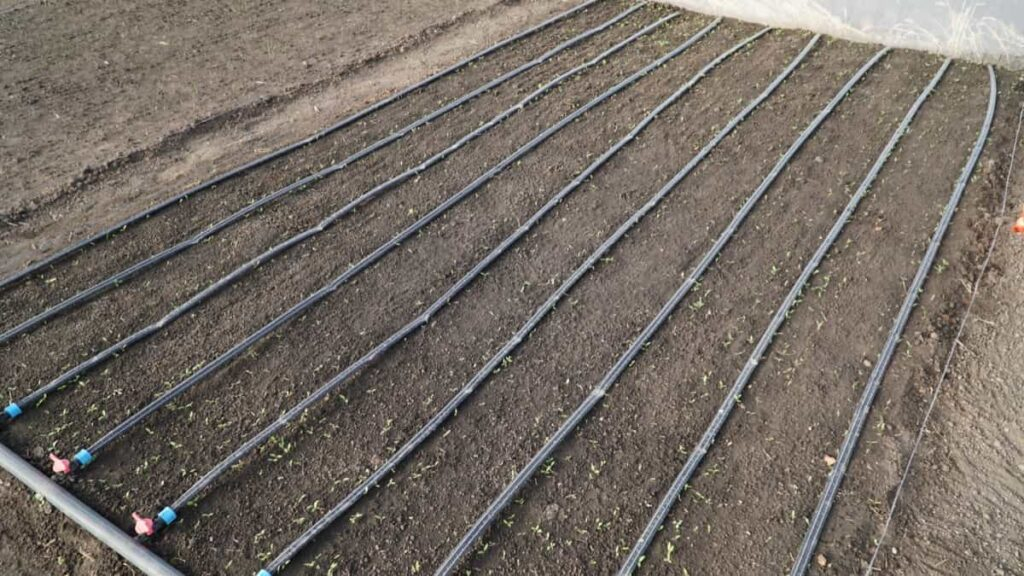 Cost Of Setting Up Drip Irrigation In India: Breaking Down Budget For ... with regard to Drip Irrigation Cost Per Garden Bed