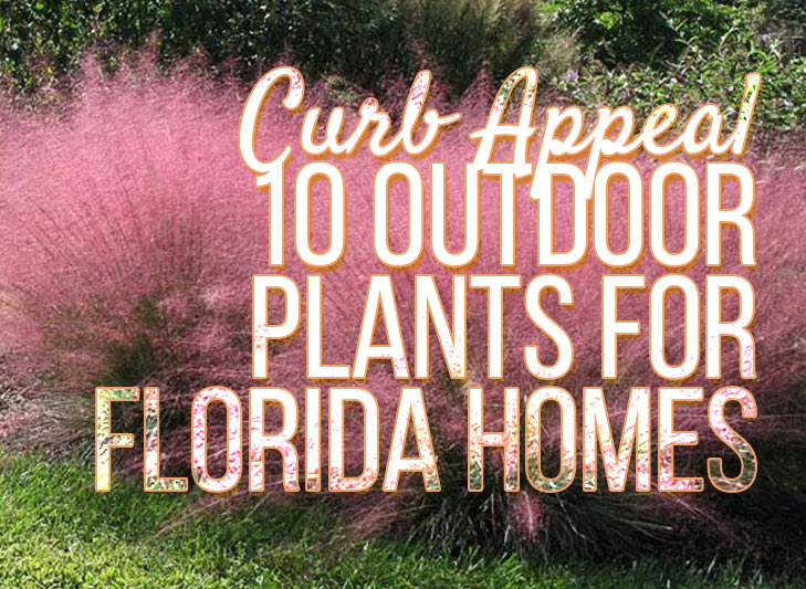Curbside Appeal: Best 10 Outdoor Plants For Florida Homes inside Best Cheap Plants For Curb Appeal