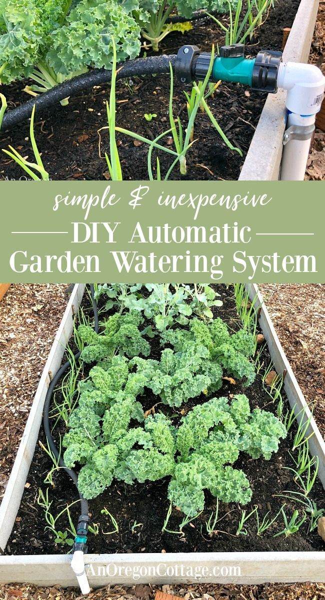 Diy Watering System For Gardens - Easy & Inexpensive - An Oregon ... for Cheapest Way To Water Garden
