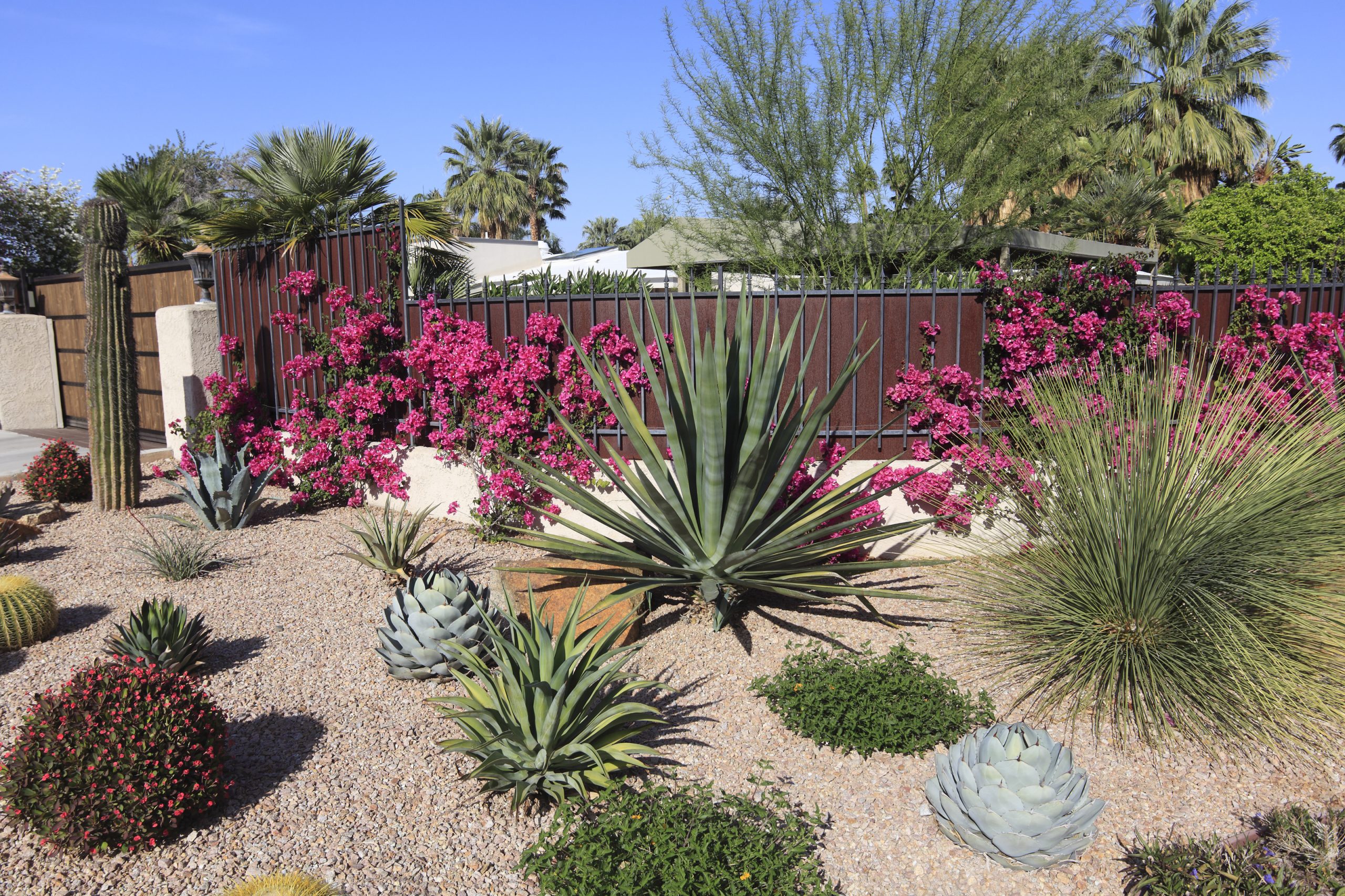 Drought Resistant Desert Plants If You're Interested In intended for Turning Your Backyard into a Fire Smart Oasis Without Sacrificing Beauty