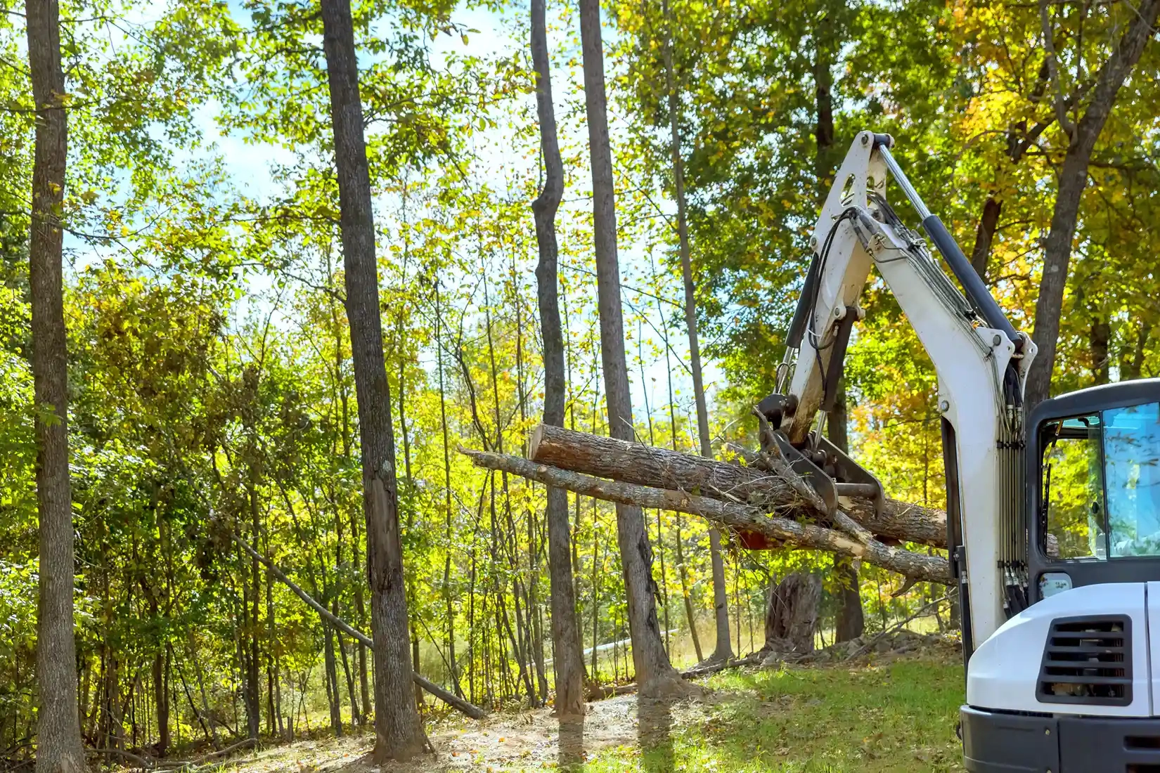 Emergency Tree Removal Fredericton | 24/7 Tree Service pertaining to How Much Does Tree Removal Cost
