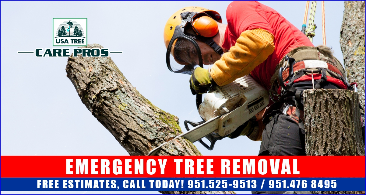 Emergency Tree Removal - Usa Tree Care Pros for Breaking Down the True Cost of Emergency Tree Removal Services