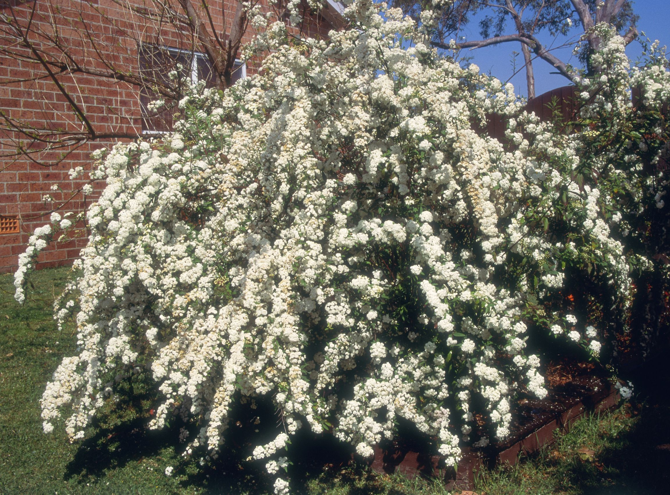 Evergreen Shrubs For Privacy within The Best Fast Growing Privacy Shrubs for Small Yards That Actually Work