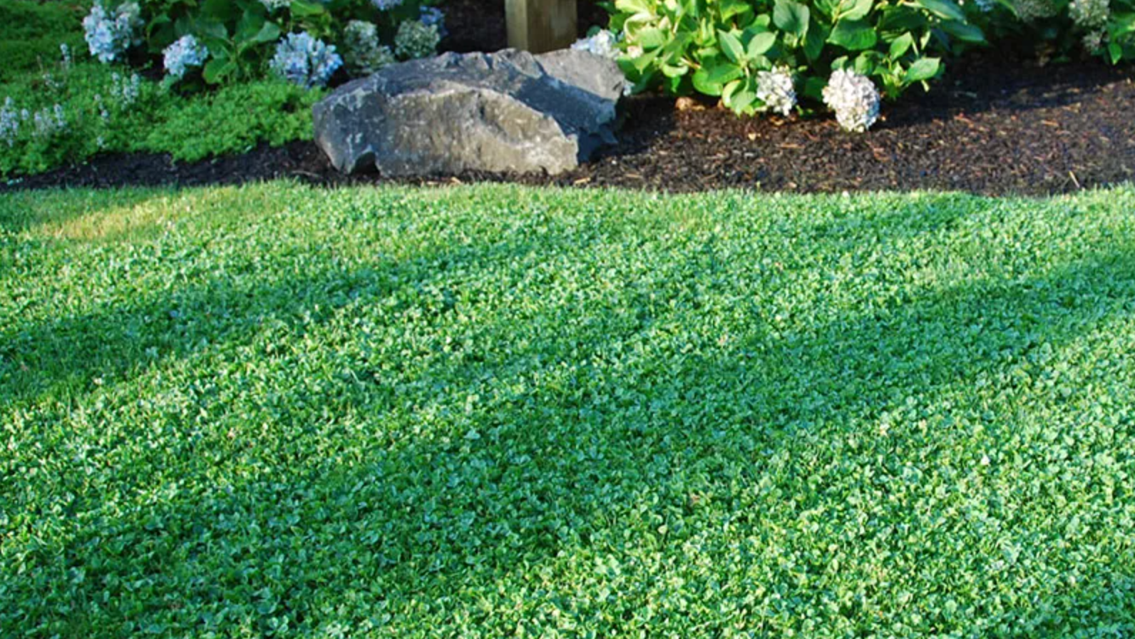Grass Alternatives: 12 Low-Maintenance Lawn Replacements | Almanac.com for Stop Mowing and Start Saving with These Low Maintenance Ground Cover Alternatives