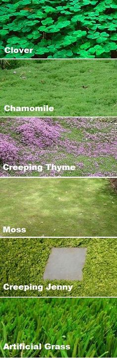 Ground Cover Instead Of A Grass Lawn! Better For Bees, Environment And ... with Stop Mowing and Start Saving with These Low Maintenance Ground Cover Alternatives