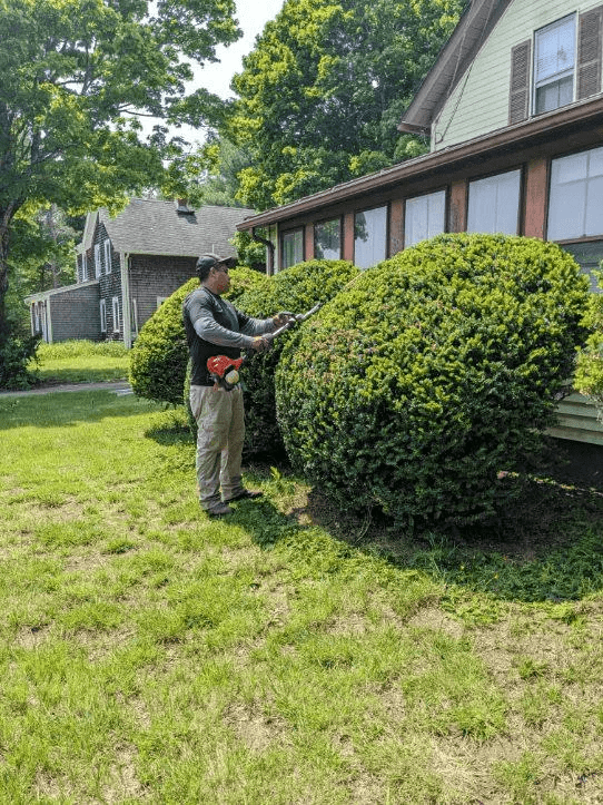 Hedge Trimming Tips And Techniques Every Homeowner Should Know in A Homeowner Guide to Fair Hedge Trimming Prices in 2026