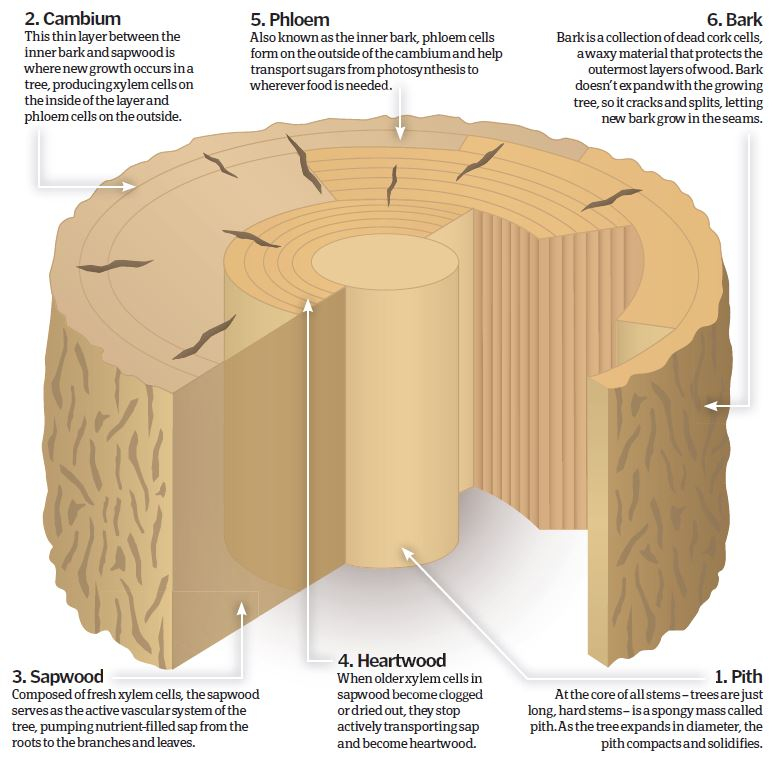 How Do Tree Rings Work? – How It Works inside Tree Ring Landscaping Ideas