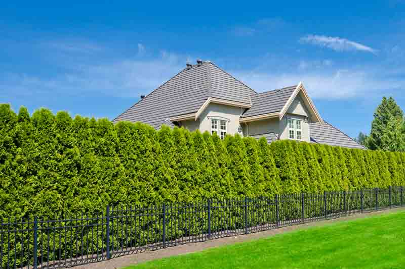 How Much Does Hedge Trimming Cost? (2026) within A Homeowner Guide to Fair Hedge Trimming Prices in 2026