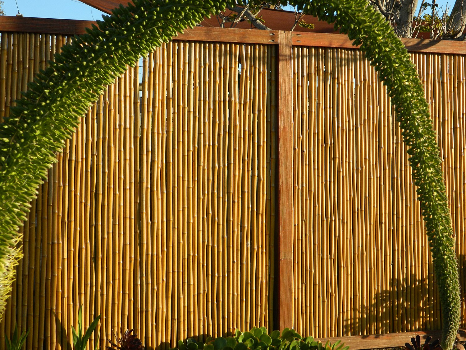 How Much Is A Bamboo Fence At Albert Jarman Blog with Bamboo vs Wood Fence Costs in 2026 What Homeowners Need to Know