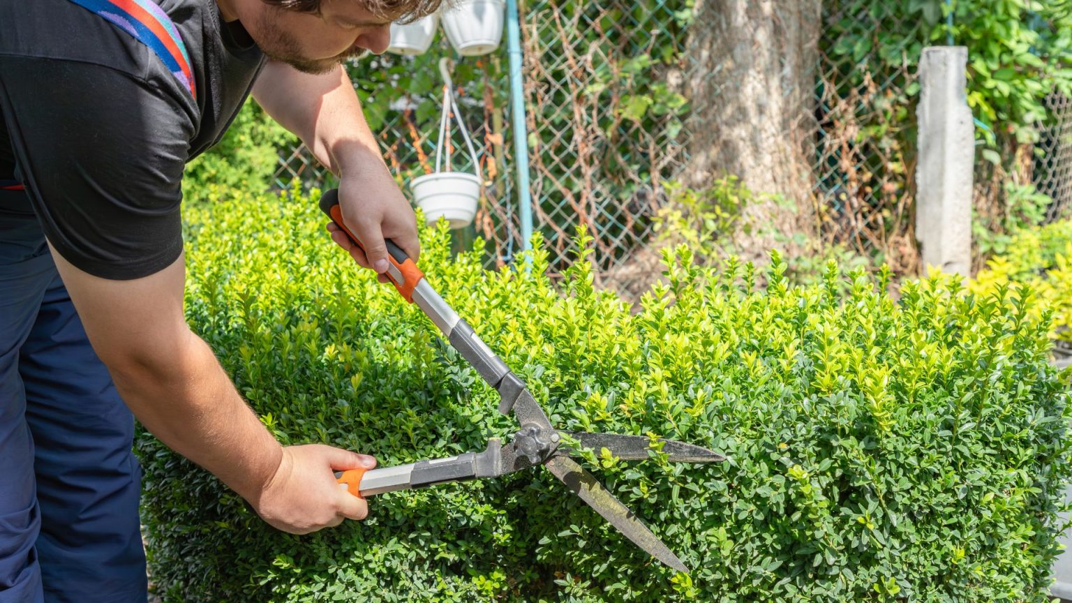 How Much To Charge For Hedge Trimming regarding A Homeowner Guide to Fair Hedge Trimming Prices in 2026