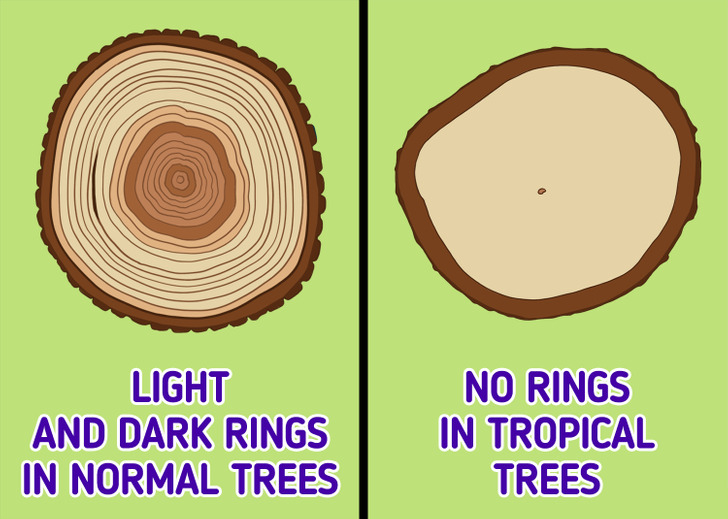 How To Read Tree Growth Rings / 5-Minute Crafts with regard to Tree Ring Landscaping Ideas