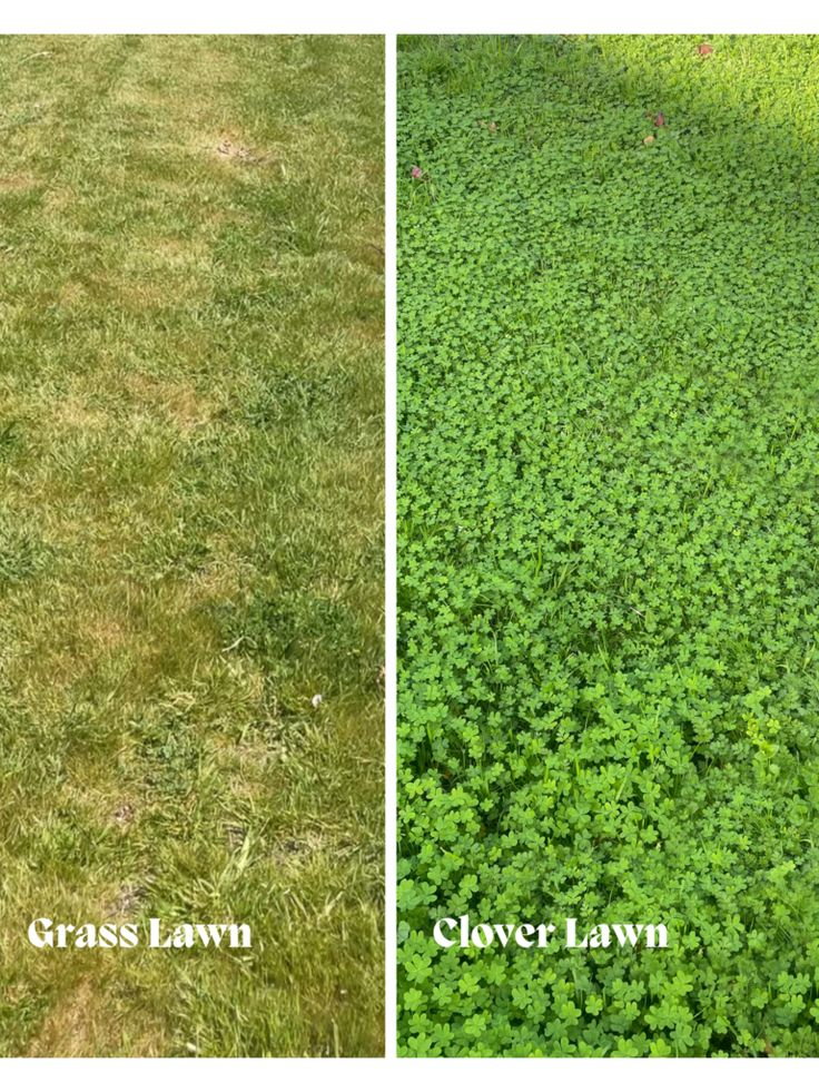 I Switched To A Clover Lawn: Follow The Transformation | Xoxojackie ... within Microclover Needs Just Two Mows a Year Compared to Forty for Grass