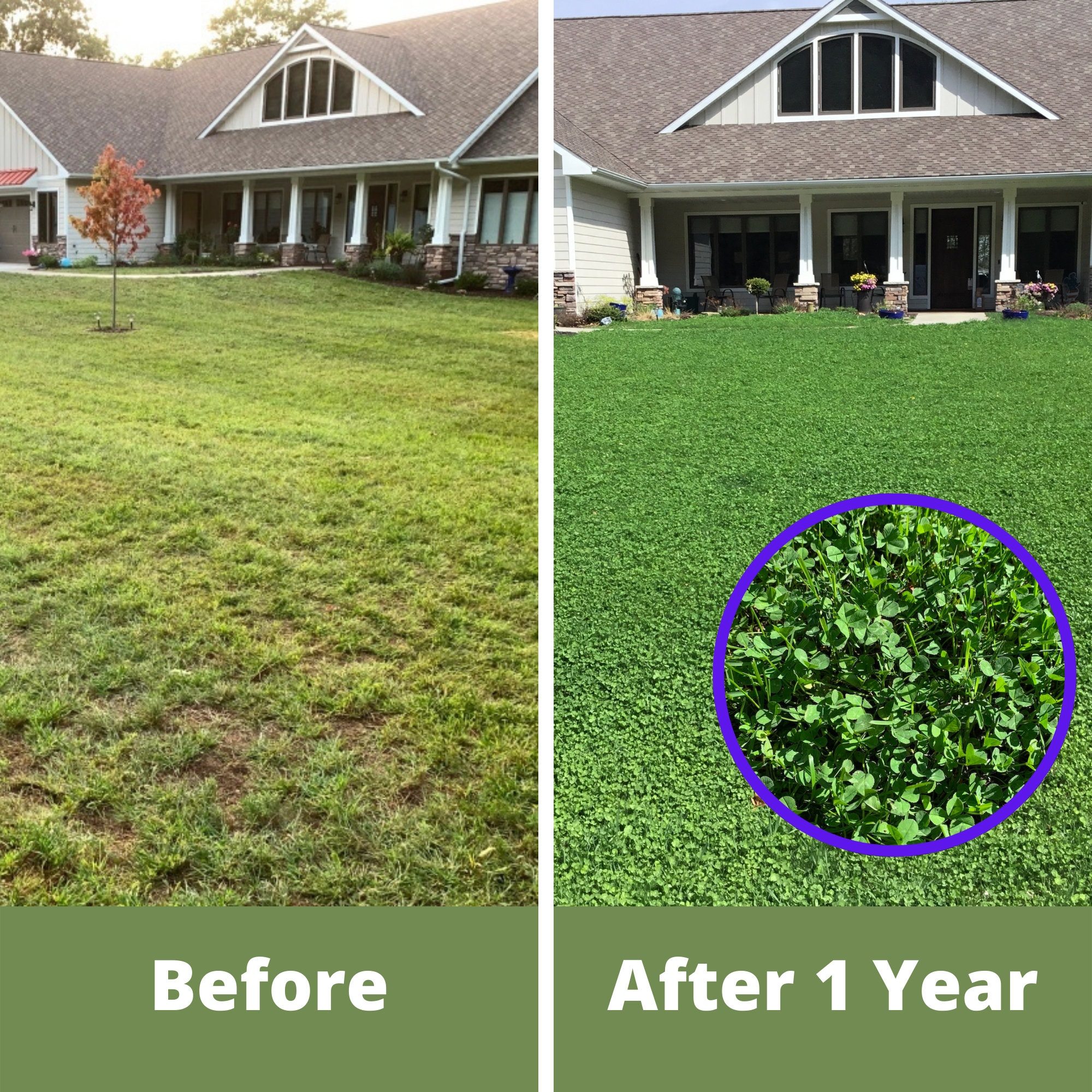 Micro Clover Lawn Seed: Eco-Friendly, Pollinator-Friendly Grass ... within Microclover Needs Just Two Mows a Year Compared to Forty for Grass