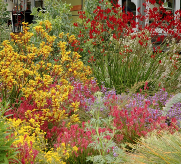 Native Front Yard Garden Package - Plants For Spaces pertaining to Native Plants Front Yard Landscaping