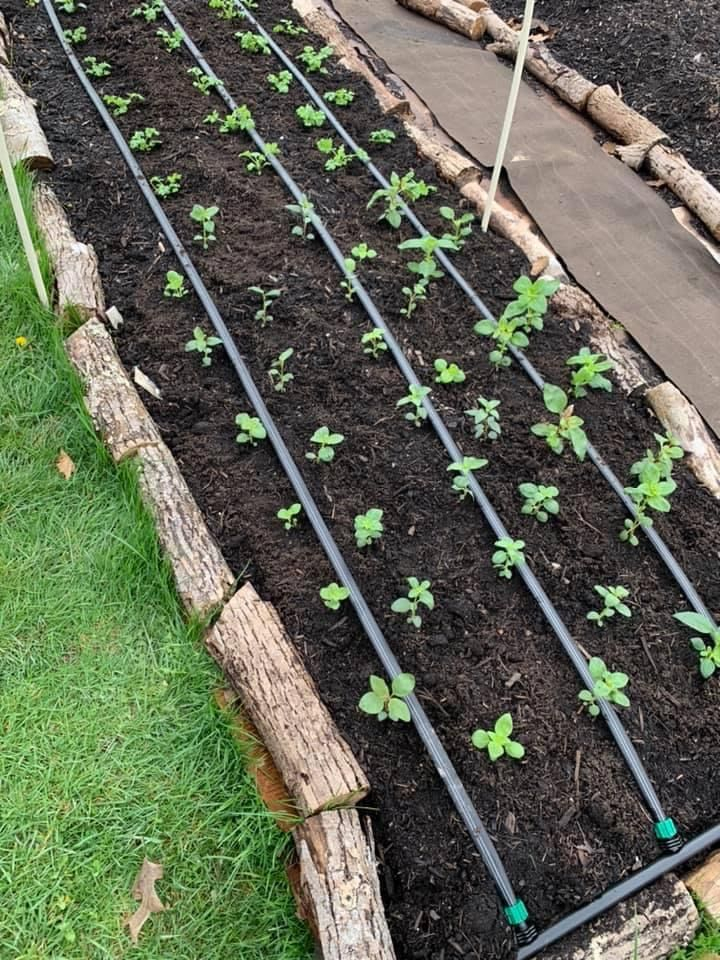 Raised Bed Drip Irrigation Watering System Drip Irrigation Watering ... for Comparing Soaker Hoses and Drip Lines for Cost Effective Bed Watering