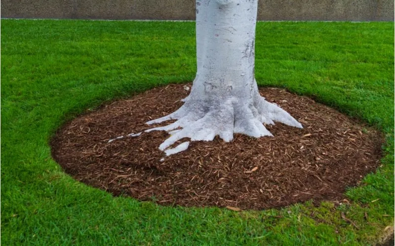 The 9 Best Mulch Alternatives For Your Home In 2026 intended for Best Budget Mulch Alternatives