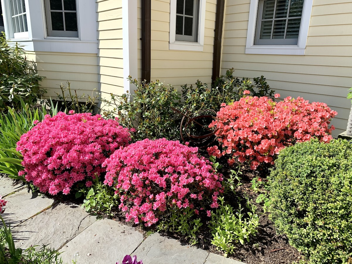 The Best Plants For Curb Appeal, According To Real Estate Pros with Best Cheap Plants For Curb Appeal