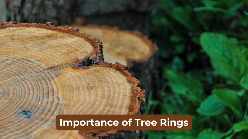 The Importance Of Tree Rings In Climate History regarding Choosing the Right Materials for Tree Rings That Last Through Every Season