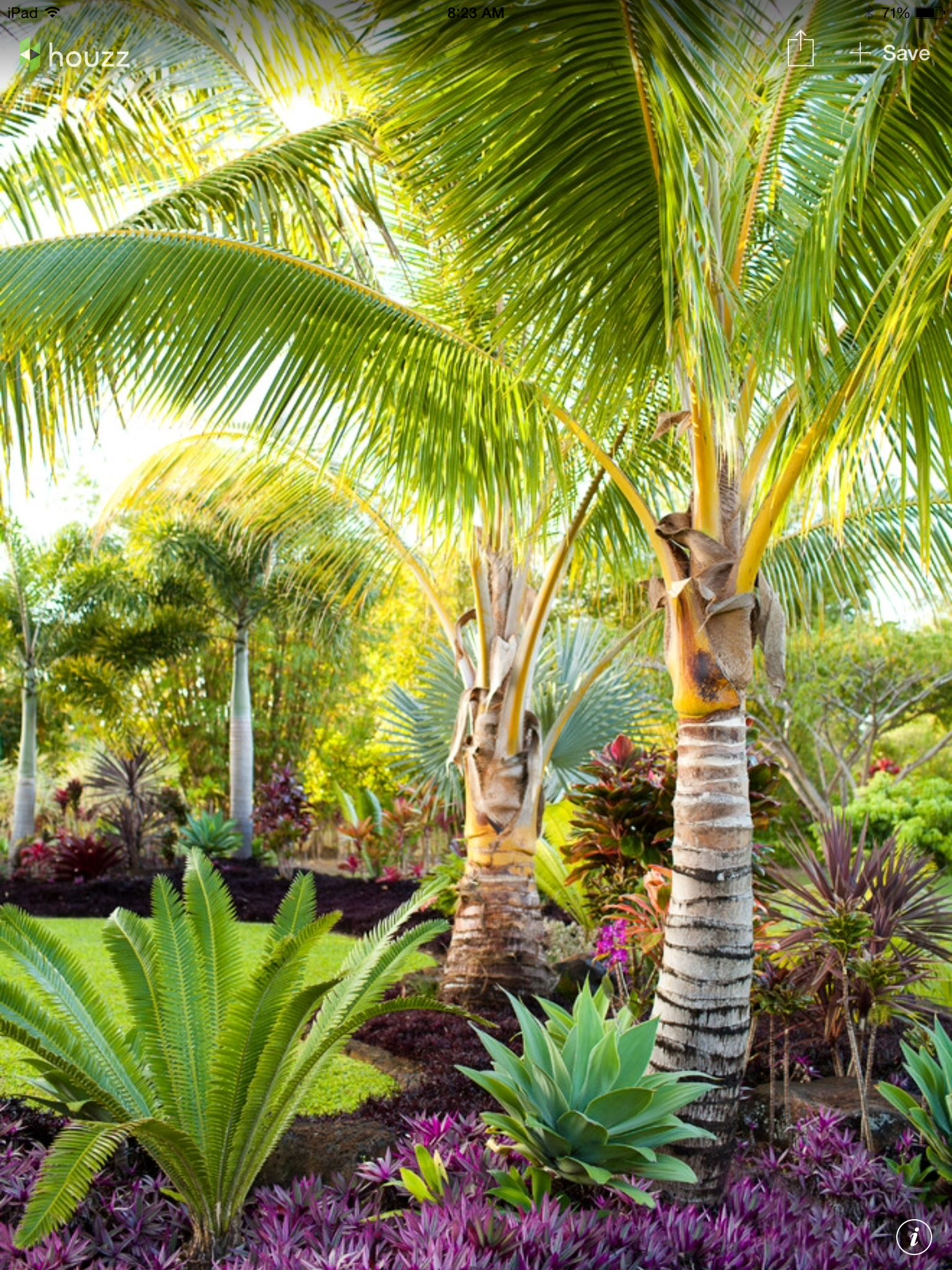 The Perfect Tropical Combination: Dioon Majiae, Agave Attenuata ... within How to create a lush tropical escape in your backyard without breaking the bank