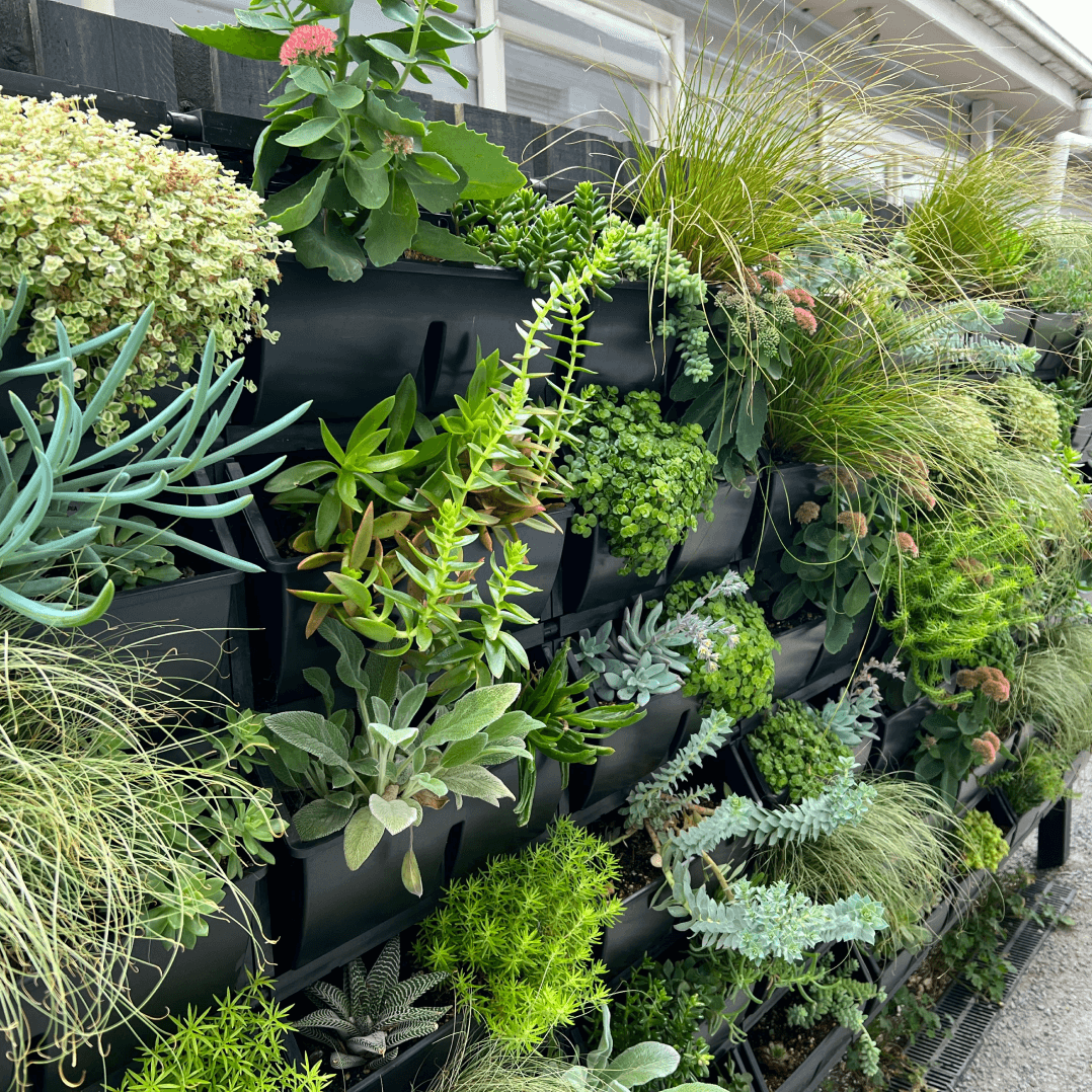 Vertical Garden Design & Landscaping Melbourne | Petstra Gardens throughout Why Vertical Gardens Are the Smartest Choice for Urban Living in 2026